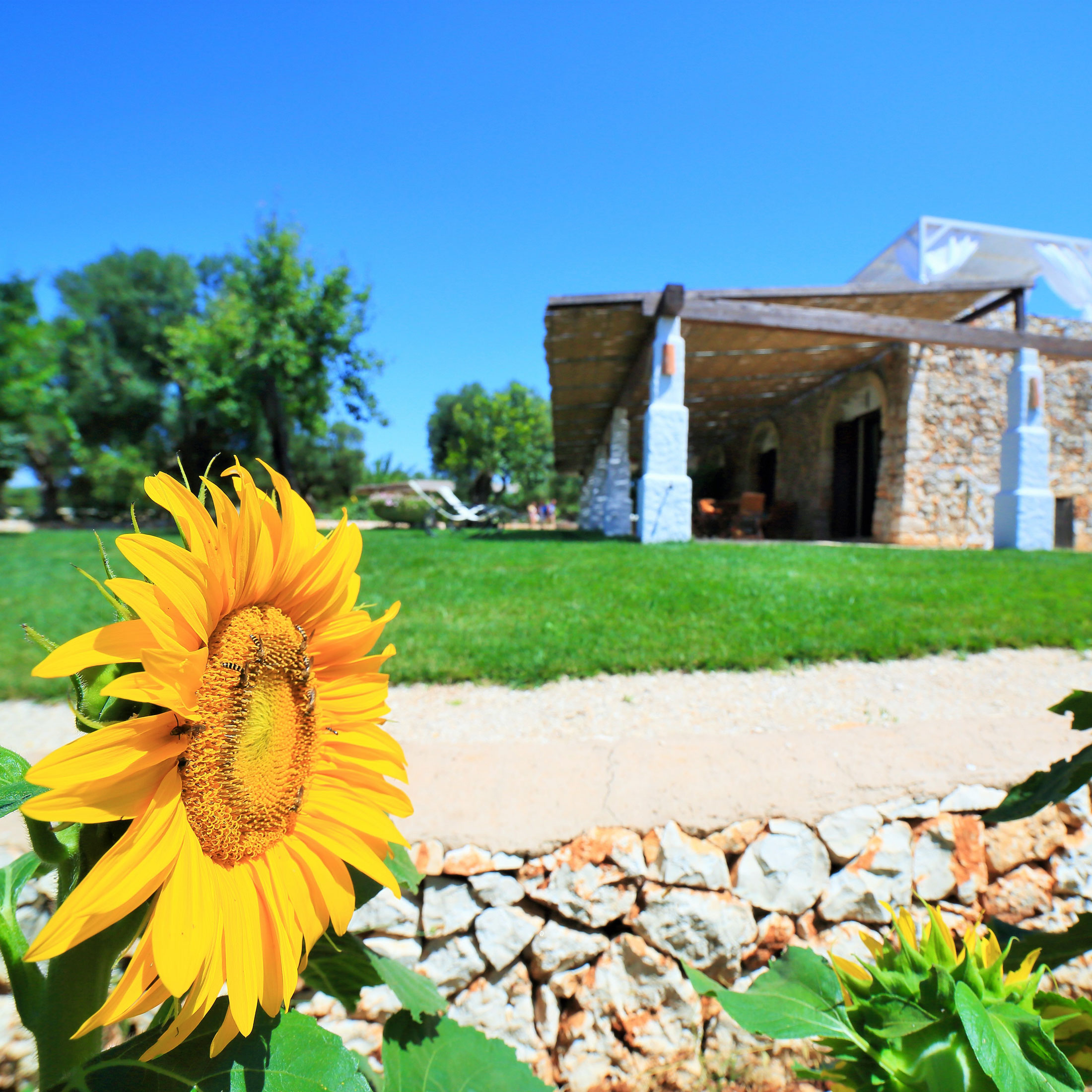 agricola-puglia-agriturismo